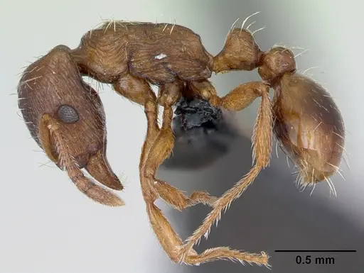 Strongylognathus testaceus specimen CASENT0173184 image casent0173184_3