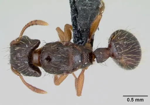 Strongylognathus testaceus specimen CASENT0173185 image casent0173185_1