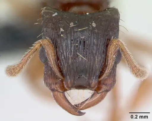 Strongylognathus testaceus specimen CASENT0173185 image casent0173185_2