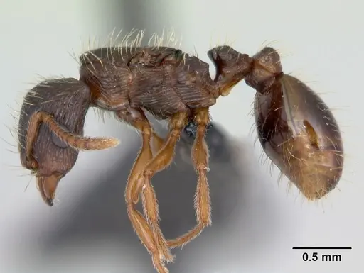 Strongylognathus testaceus specimen CASENT0173185 image casent0173185_3