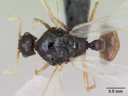 Strongylognathus testaceus specimen CASENT0173196 image casent0173196_1