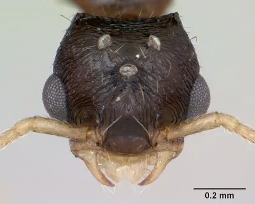 Strongylognathus testaceus specimen CASENT0173196 image casent0173196_2