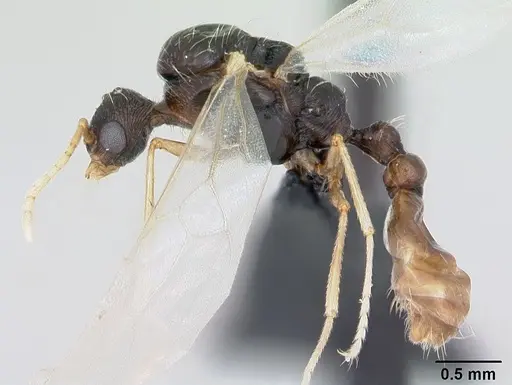 Strongylognathus testaceus specimen CASENT0173196 image casent0173196_3
