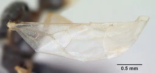 Strongylognathus testaceus specimen CASENT0173196 image casent0173196_4
