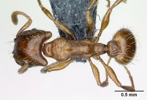 Strongylognathus testaceus specimen CASENT0179944 image casent0179944_1