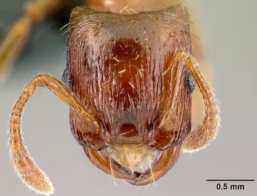 Strongylognathus testaceus specimen CASENT0179944 image casent0179944_2