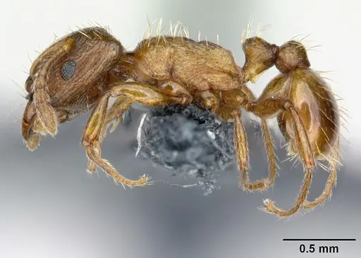 Strongylognathus testaceus specimen CASENT0179944 image casent0179944_3
