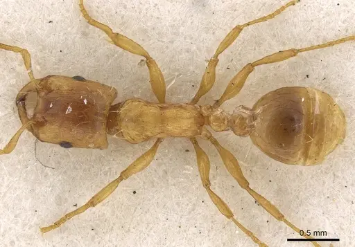 Strongylognathus testaceus specimen CASENT0901023 image casent0901023_1