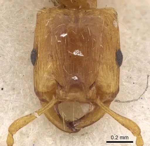 Strongylognathus testaceus specimen CASENT0901023 image casent0901023_2