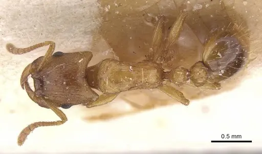 Strongylognathus testaceus specimen CASENT0913977 image casent0913977_1