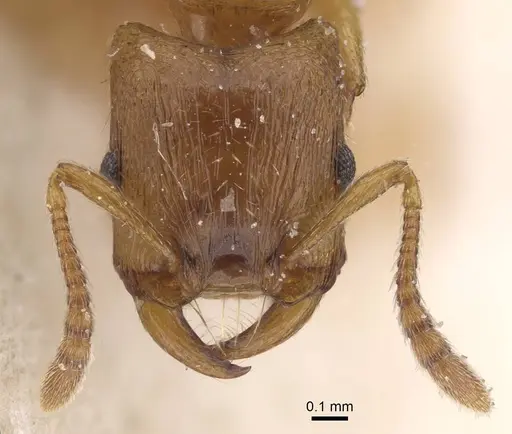 Strongylognathus testaceus specimen CASENT0913977 image casent0913977_2