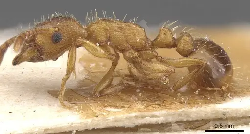 Strongylognathus testaceus specimen CASENT0913977 image casent0913977_3