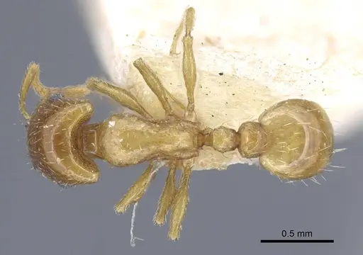 Strongylognathus testaceus specimen CASENT0917084 image casent0917084_1