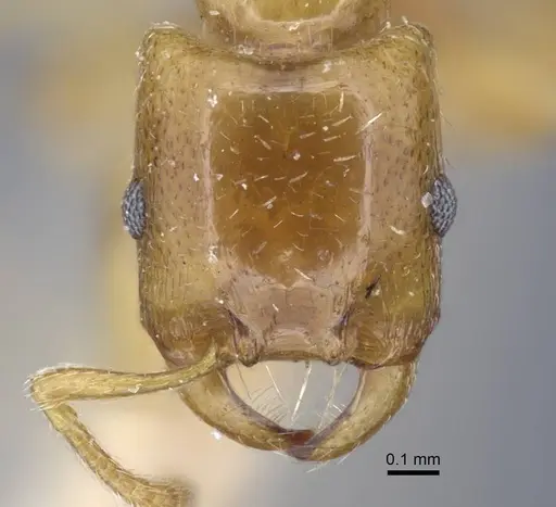 Strongylognathus testaceus specimen CASENT0917084 image casent0917084_2