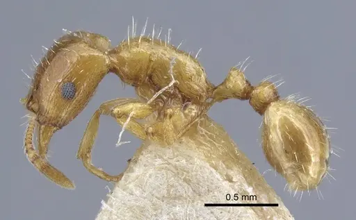 Strongylognathus testaceus specimen CASENT0917084 image casent0917084_3