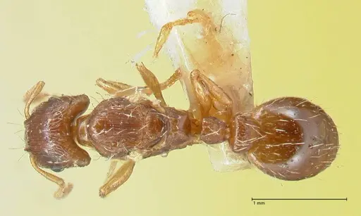 Strongylognathus testaceus specimen FOCOL2109 image focol2109_1