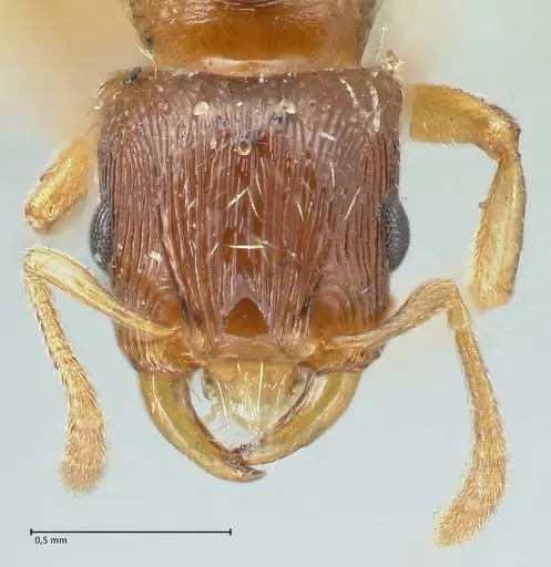 Strongylognathus testaceus specimen FOCOL2109 image focol2109_2