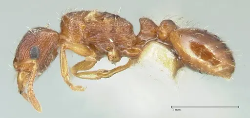 Strongylognathus testaceus specimen FOCOL2109 image focol2109_3