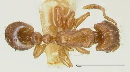Strongylognathus testaceus specimen FOCOL2110 image focol2110_1