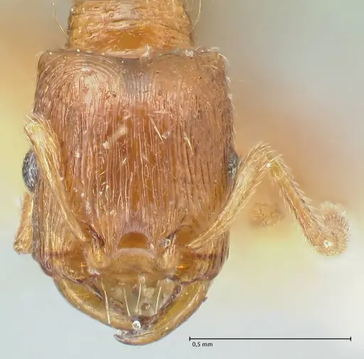 Strongylognathus testaceus specimen FOCOL2110 image focol2110_2