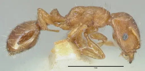 Strongylognathus testaceus specimen FOCOL2110 image focol2110_3