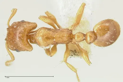 Strongylognathus testaceus specimen FOCOL2111 image focol2111_1