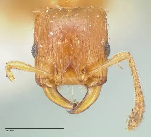 Strongylognathus testaceus specimen FOCOL2111 image focol2111_2