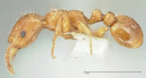 Strongylognathus testaceus specimen FOCOL2111 image focol2111_3