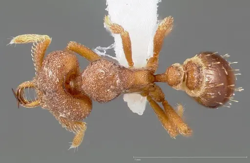 Strumigenys abdera specimen CASENT0005465 image casent0005465_1