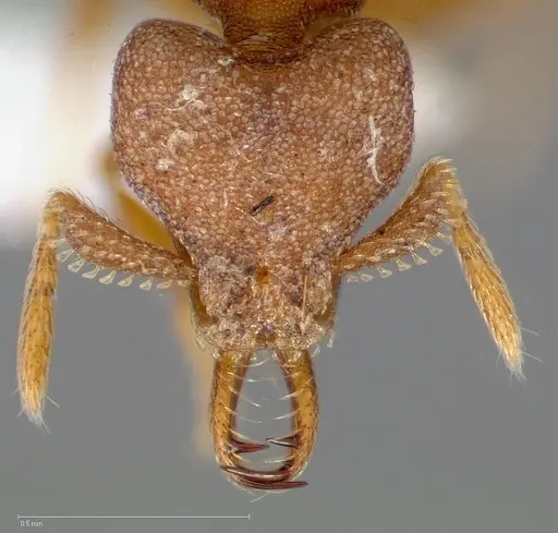 Strumigenys abdera specimen CASENT0005465 image casent0005465_2