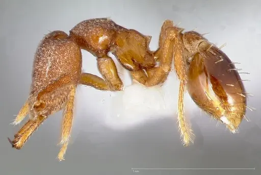 Strumigenys abdera specimen CASENT0005465 image casent0005465_3