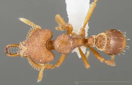 Strumigenys abdera specimen CASENT0005466 image casent0005466_1