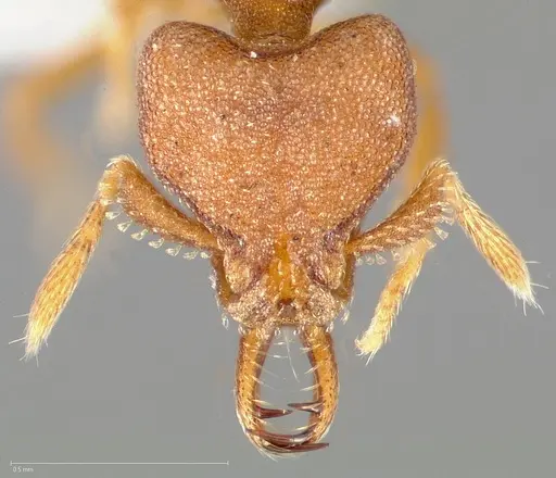 Strumigenys abdera specimen CASENT0005466 image casent0005466_2