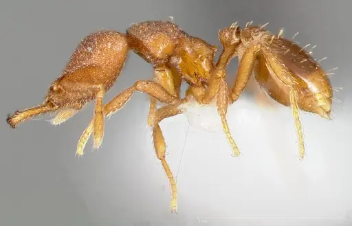 Strumigenys abdera specimen CASENT0005466 image casent0005466_3