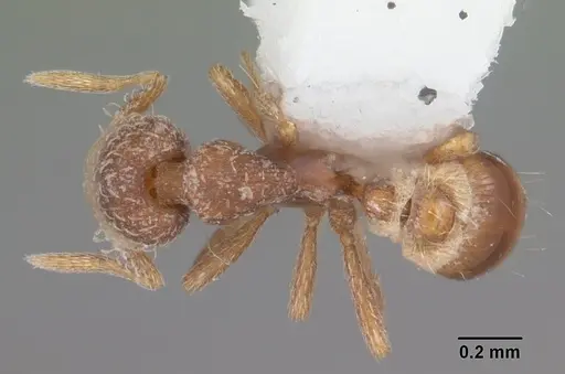 Strumigenys abdera specimen CASENT0104279 image casent0104279_1