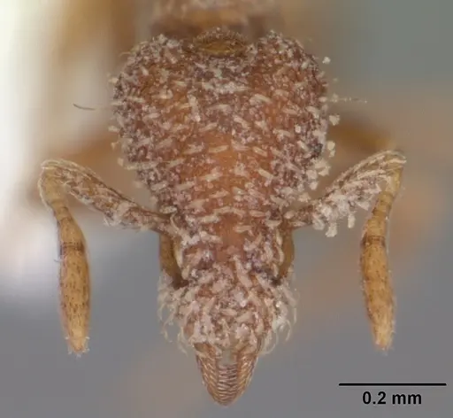 Strumigenys abdera specimen CASENT0104279 image casent0104279_2