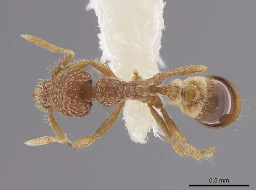 Strumigenys abdera specimen CASENT0648329 image casent0648329_1