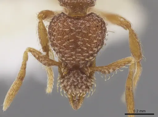 Strumigenys abdera specimen CASENT0648329 image casent0648329_2
