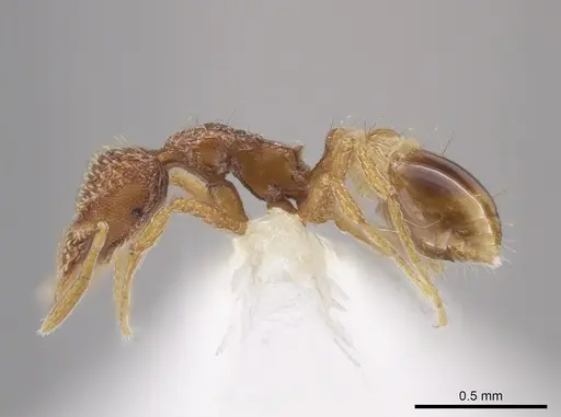 Strumigenys abdera specimen CASENT0648329 image casent0648329_3
