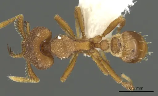 Strumigenys abdera specimen CASENT0900641 image casent0900641_1