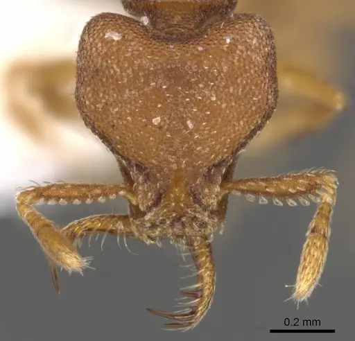 Strumigenys abdera specimen CASENT0900641 image casent0900641_2