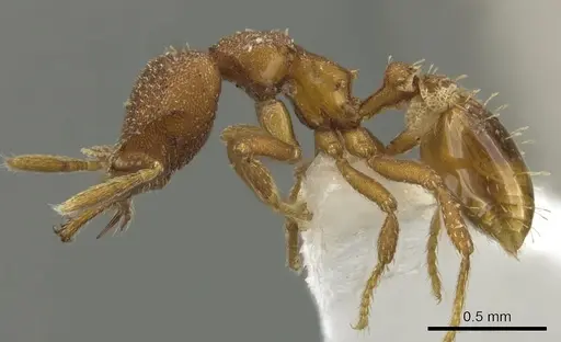 Strumigenys abdera specimen CASENT0900641 image casent0900641_3