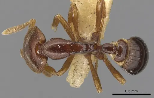 Strumigenys abditivata specimen CASENT0900192 image casent0900192_1
