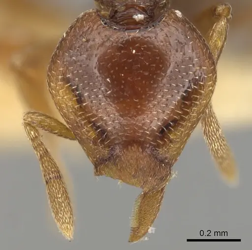 Strumigenys abditivata specimen CASENT0900192 image casent0900192_2