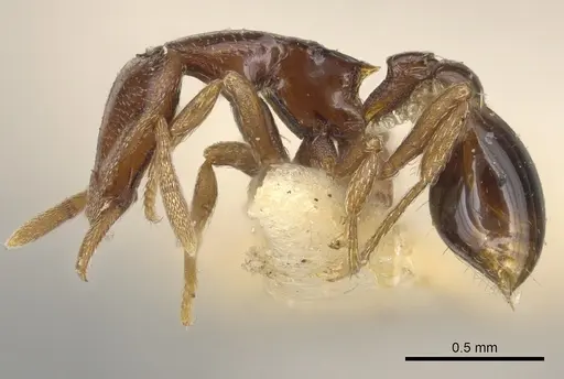 Strumigenys abditivata specimen CASENT0900192 image casent0900192_3