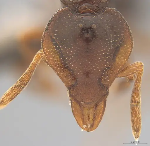Strumigenys abditivata specimen CASENT4036188 image casent4036188_2