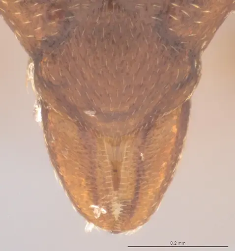 Strumigenys abditivata specimen CASENT4036188 image casent4036188_3