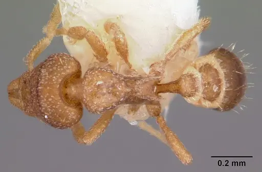 Strumigenys acheron specimen CASENT0102596 image casent0102596_1