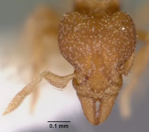 Strumigenys acheron specimen CASENT0102596 image casent0102596_2