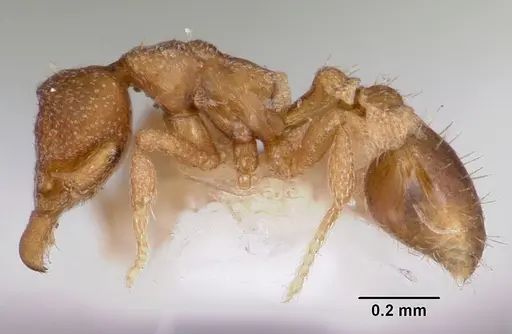 Strumigenys acheron specimen CASENT0102596 image casent0102596_3